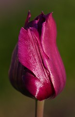 Image showing Purple Tulip