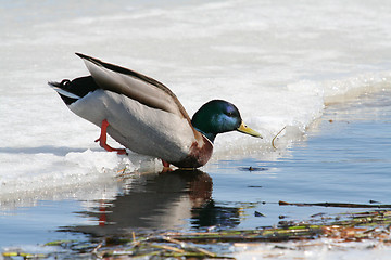 Image showing Mallard Swim