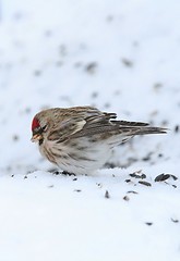 Image showing Common Redpoll