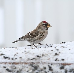 Image showing Common Redpoll