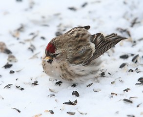 Image showing Common Redpoll