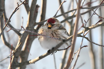 Image showing Common Redpoll