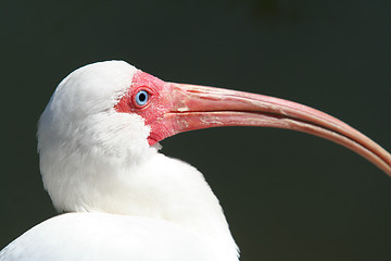 Image showing White Ibis