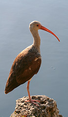 Image showing White Ibis Juvenile