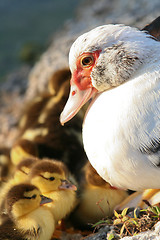 Image showing Mummy and the Chicks