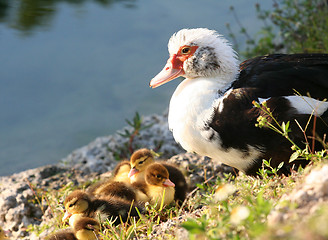 Image showing Mother and the Babies