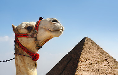 Image showing Camel with a Pyramid in background