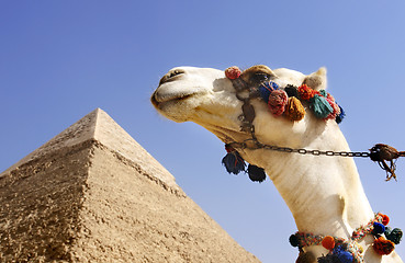 Image showing Camel with a Pyramid in background