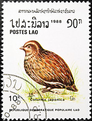 Image showing Japanese Quail bird stamp.