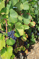 Image showing Vine