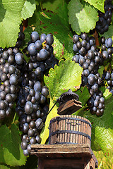 Image showing Grapes