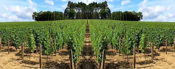 Image showing Vines