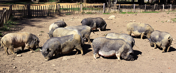 Image showing Pigs