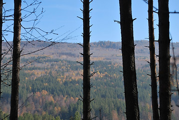 Image showing autumn background