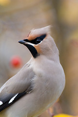 Image showing Bohemian Waxwing