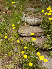 Image showing Garden steps