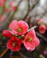 Image showing Pomegranate Flowers