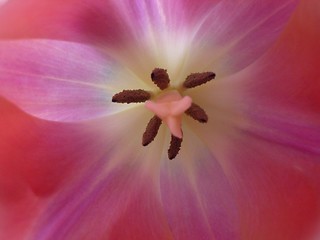 Image showing Inside a pink tulip