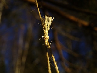 Image showing rope and knot