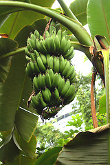 Image showing Organic Bananas Growing on Tree