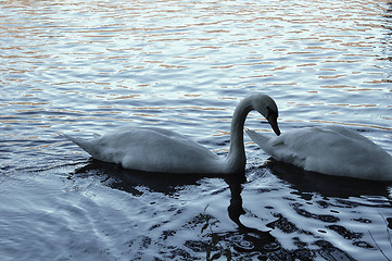 Image showing Swans with sunset Reflection