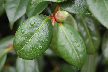 Image showing Droplets of rain on leaves