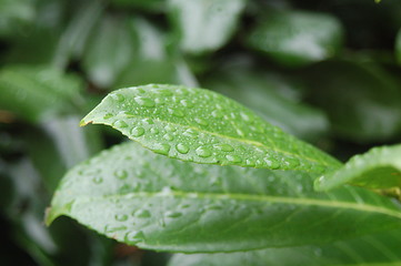 Image showing Droplets of Rain on Leaves