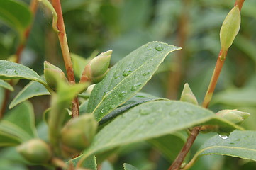 Image showing Droplets of Rain on Leaves