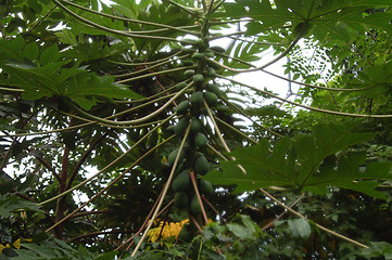 Image showing Organic Papaya Growing on the tree