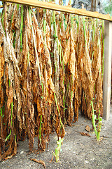 Image showing Tobacco Leaves Hanging to dry and cure