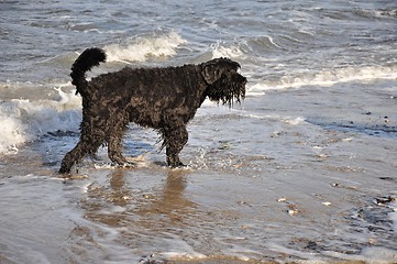 Image showing wet dog