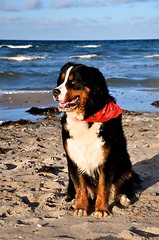 Image showing bernese cattle dog