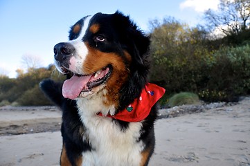 Image showing bernese cattle dog