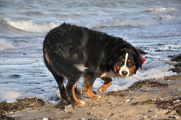 Image showing bernese cattle dog