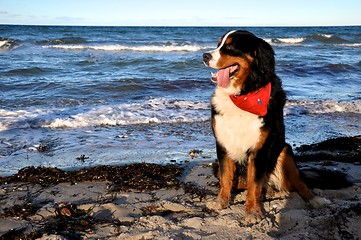 Image showing bernese cattle dog