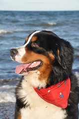 Image showing bernese cattle dog