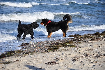 Image showing bernese cattle dog and friend at the beach