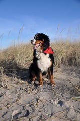 Image showing bernese cattle dog