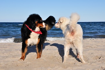 Image showing bernese cattle dog