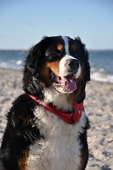 Image showing bernese cattle dog