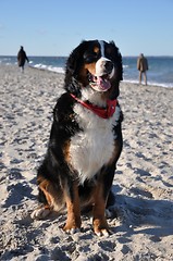 Image showing bernese cattle dog