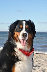 Image showing bernese cattle dog