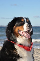 Image showing bernese cattle dog