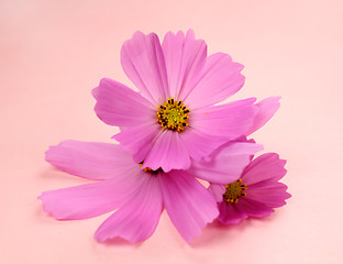 Image showing Pink Cosmos