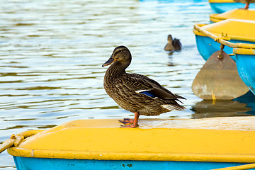 Image showing Having a rest ducks