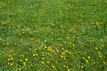 Image showing dandelion flowers on green meadow