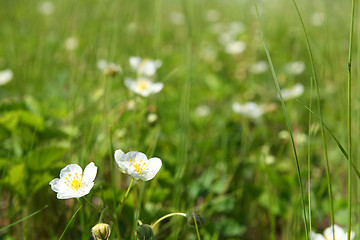 Image showing wild strawberry flowers