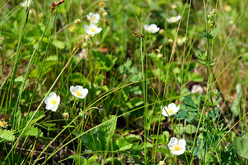 Image showing wild strawberry flowers