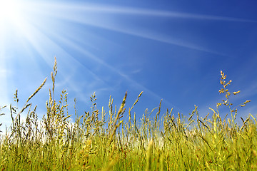 Image showing green grass under sky