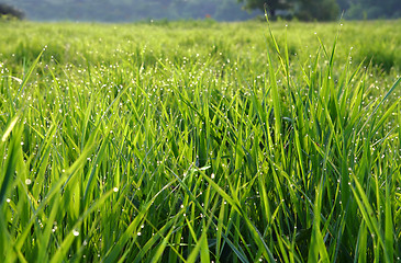 Image showing grass with dew drops